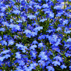 Mix Climbing Lobelia Flower Seeds for Planting, 309+pcs Rare Perennial Climber Trailing Lobelia Flower Seeds Plants, Beauty Flowers Plants Yard Potted Decoration for Home Garden Outdoors