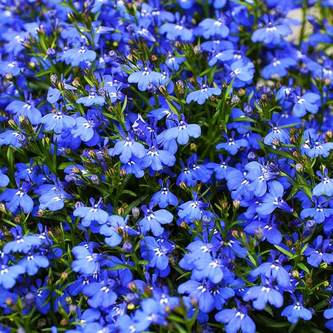 Mix Climbing Lobelia Flower Seeds for Planting, 309+pcs Rare Perennial Climber Trailing Lobelia Flower Seeds Plants, Beauty Flowers Plants Yard Potted Decoration for Home Garden Outdoors
