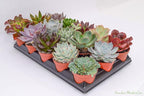 Live Echeveria Succulent Plants (15 Pack) – Assorted 4-Inch – Fully Rooted Echeveria Succulents – Live Rosette Succulent Set