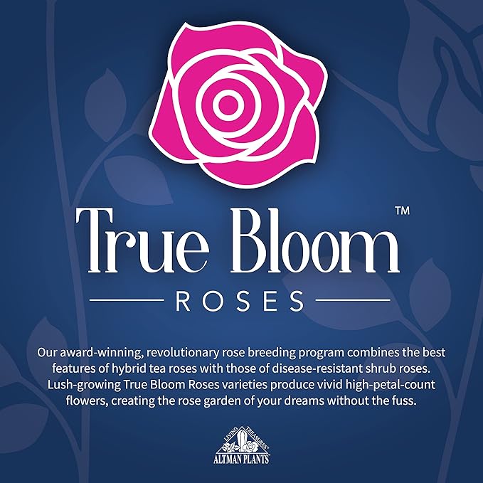 Fresh Roses for Delivery Prime, Pink Rose Live Rose Bush Plants, Indoor Rose Plant Lover Gifts, Fresh Flowers for Delivery Prime, Potted Rose Plant Live Plants, Live Outdoor Plants by Plants for Pets