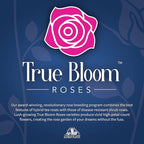 Fresh Roses for Delivery Prime, Pink Roses Live Rose Bush Plants, Indoor Rose Plant Lover Gifts, Fresh Flowers for Delivery Prime, Potted Rose Plant Live Plants, Live Outdoor Plants by Plants for Pets