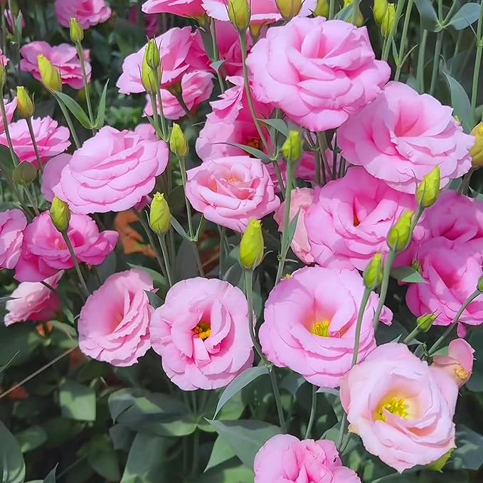 Mixed Lisianthus Seeds for Planting, 300pcs Perennial Lisianthus Flower Seeds, Non-GMO Eustoma Cut Flowers Beauty Home Garden Ornamental Plants for Outdoors Indoors