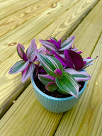 PLANTVERS Tradescantia Nanouk Lilac in a Nursery Pot | Pink Wandering Jew | Easy Care Hardy Indoor Houseplant | Low Light Air Purifier Plant | Office Plant (4 Plants in3 Nursery)