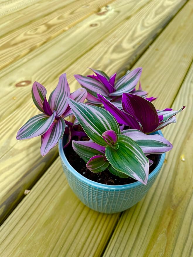 PLANTVERS Tradescantia Nanouk Lilac in a Nursery Pot | Pink Wandering Jew | Easy Care Hardy Indoor Houseplant | Low Light Air Purifier Plant | Office Plant (4 Plants in3 Nursery)