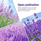 Groundio 1500+ English Lavender Seeds for Planting, Non-GMO | Heirloom | High Germination Dwarf Lavender Herb Seeds for Indoor & Outdoor Pollinator Attract (Lavandula Angustifolia)