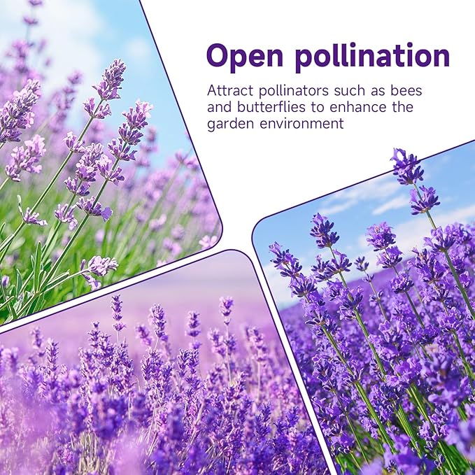 Groundio 1500+ English Lavender Seeds for Planting, Non-GMO | Heirloom | High Germination Dwarf Lavender Herb Seeds for Indoor & Outdoor Pollinator Attract (Lavandula Angustifolia)