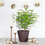 Thorsen's Greenhouse Live Norfolk Island Pine Plant, Christmas Greenery Gift or Decor, Air Purifying Premium Indoor Houseplant, Mature 4" Diameter Pot (Chocolate, 6-inch Pot)