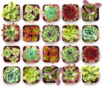 Shop Succulents Spring Beauties Bulk Succulent Plant Pack – Live Mini Succulent Plants, Bright Colorful Mix, Easy Care Houseplants – Gardening, Terrariums, Gifts & Party Favors, 2" Pots