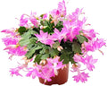 Thanksgiving Cactus, Pink Seasonal Blooms, Live Indoor Plant, Flowering Houseplant, Christmas Cactus, 6-Inch Pot, Holiday Decor, Pet Safe, Free Heat Pack