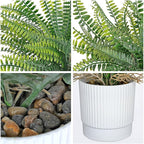 GnFlus Set of 2 Fake Plant Fern Potted Artificial Plants for Shelf Desk Home Bathroom Farmhouse Room Office Kitchen Farmhouse Coffee Table Decor