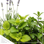 Live Aromatic and Healthy Herb Combo in Deco Cover - Stress Reliever, Combo Includes Lemon Balm, Lavender, and Mint, 12" Tall by 6" Wide in 1.25 Quart Pot