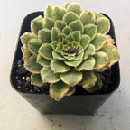 Blissful Aeonium Emerald Ice Succulent 2" Pot – Variegated Green & White Rosettes, Drought Tolerant, Easy Care Indoor/Outdoor Plant, Colorful Home & Garden Décor