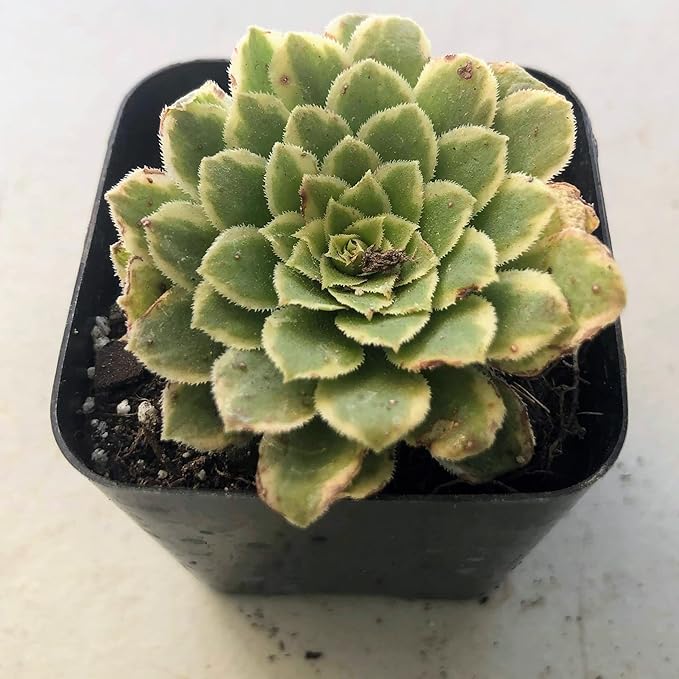 Blissful Aeonium Emerald Ice Succulent 2" Pot – Variegated Green & White Rosettes, Drought Tolerant, Easy Care Indoor/Outdoor Plant, Colorful Home & Garden Décor