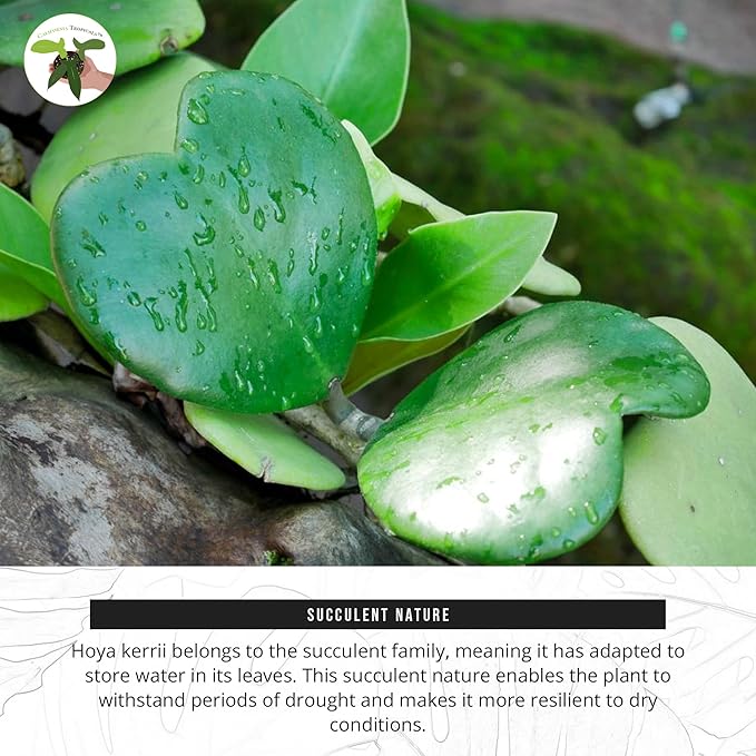 California Tropicals Hoya Kerrii Tall Heart-Shaped Live Houseplant- Unique Indoor House Plant, Perfect for Home Decor, Gifts, Garden, Gardening, Small Pot - Real Pants for Office