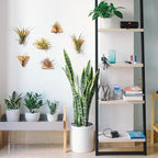MITIME Air Plants Holders-Real Wood Live Air Plant Holders.Rustic Air Plant Stand,Wall-mounted to save space.(Plants not included)( Triangle Set of 6
