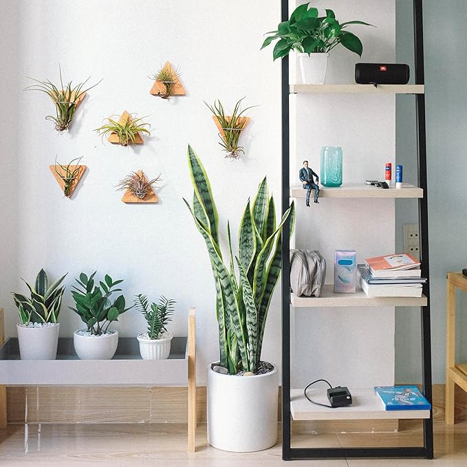 MITIME Air Plants Holders-Real Wood Live Air Plant Holders.Rustic Air Plant Stand,Wall-mounted to save space.(Plants not included)( Triangle Set of 6