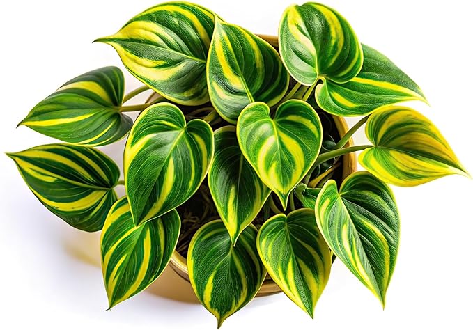 Lemon Jade Brasil Philodendron – Live Starter Plant in 2 Inch Pot - Striking Variegated Foliage with Bold Yellow-Green Centers