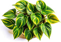 Lemon Jade Brasil Philodendron – Live Starter Plant in 2 Inch Pot - Striking Variegated Foliage with Bold Yellow-Green Centers