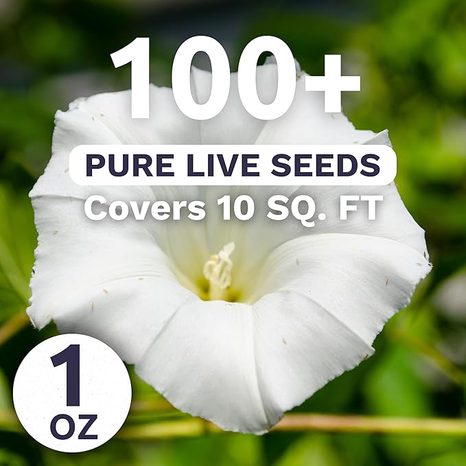 Moonflower – Tropical White Morning Glory – Large 1 Ounce Packet – 100 Flower Seeds for Planting – Ipomoea alba
