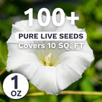 Moonflower – Tropical White Morning Glory – Large 1 Ounce Packet – 100 Flower Seeds for Planting – Ipomoea alba