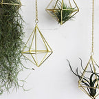 ZOOELAY Air Plants Live Holders 6 Pcs Glod Diamond Hanging Planter Small Air Plant Holders Unique with Chains Air Ferns Tillandsia Display for Indoor