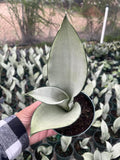 Moonshine Snake Plant – Sansevieria Moonshine – Rare Silvery Foliage – Easy Care Air Purifying Plant – Live Plant in 4” Pots