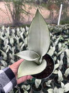 Moonshine Snake Plant – Sansevieria Moonshine – Rare Silvery Foliage – Easy Care Air Purifying Plant – Live Plant in 4” Pots
