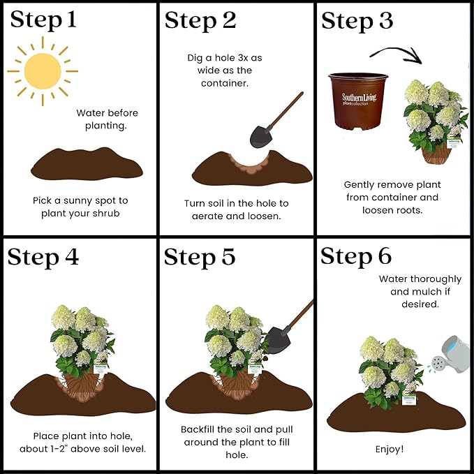 2 Gallon Southern Living Hydrangea White Wedding Shrub