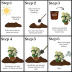 2 Gallon Southern Living Hydrangea White Wedding Shrub
