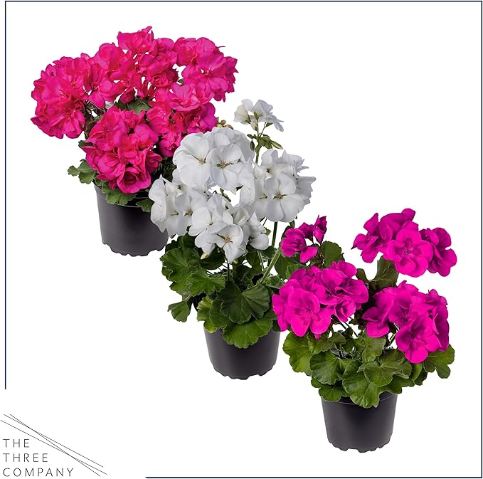 Live Flowering Zonal Geraniums - Grower's Choice Assorted Colors (3 Plants Per Pack) - Beautiful Spring Flowers - 12" Tall by 5" Wide in 1 Qt Pot
