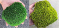 prefleur 2 Color Mix Pack Preserved Pole Moss Pillow Bun Cushion Natural Decorative DIY Kit Art Wall Florist Decor Easter Table Decor Wedding(1.5 sq.ft, Green-C,Green-D)