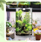 Maxdot Glass Plant Terrarium Kit with Light for Succulent, Moss, Miniature Gardening Landscape, Betta Fish Tank, Office Home Decoration, Plant Lovers Gifts(9.8 x 5.9 Inch)