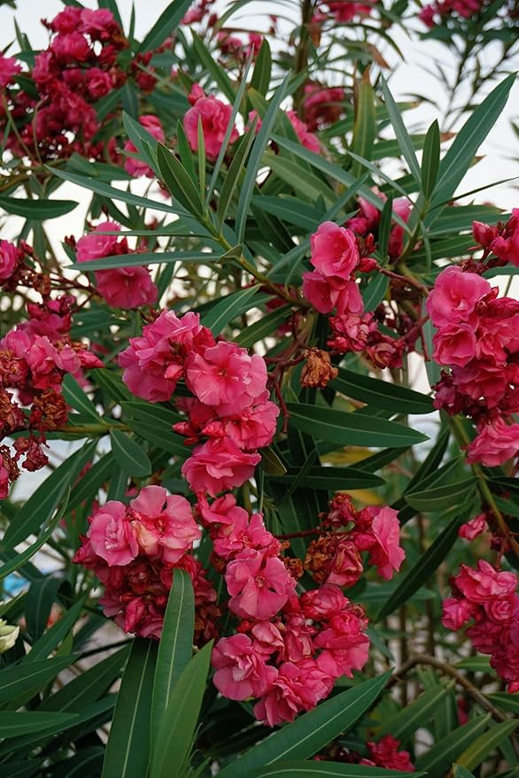 Pink Oleander Plants Pack of 3 - Live Nerium Oleander Plants for Sale 6-8" Tall, Evergreen Flowering Shrub, Container & Ground Friendly, Drought Tolerant, Year-Round Blooms