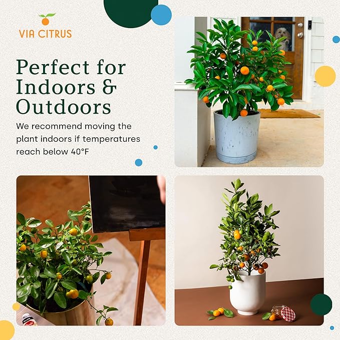 Calamondin Tree Live Plants 13" - 22" Tall – Indoor Outdoor Fruit Tree Plant Growing, Live Citrus Plant Mothers Day Gift for Mom Home Garden Patio and Decor Use, Cannot Ship CA AZ TX LA by Via Citrus