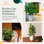 Calamondin Tree Live Plants 13" - 22" Tall – Indoor Outdoor Fruit Tree Plant Growing, Live Citrus Plant Mothers Day Gift for Mom Home Garden Patio and Decor Use, Cannot Ship CA AZ TX LA by Via Citrus