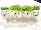 Dwarf Hairgrass Parvula Mini Tissue Culture Live Aquarium Freshwater Plants Decoration