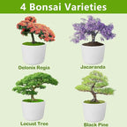 Bonsai Tree Kit, Bonsai Starter Kit with Seeds & Tools, Tree Live Plants Indoor, Gardening Gifts for Women Men Mom Father Plant Lover, Birthday Gifts for Women