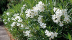 Oleander Colonial White Nerium | 1 Live Plants | Fragrant Blooms, Evergreen Shrub, Drought Tolerant, Heat Tolerant, Fast Growing, Summer Flowers, Low Maintenance, Outdoor Garden