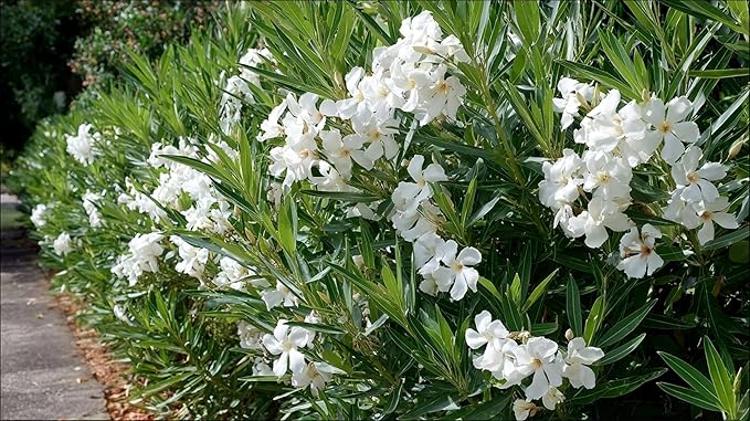 Oleander Colonial White Nerium | 1 Live Plants | Fragrant Blooms, Evergreen Shrub, Drought Tolerant, Heat Tolerant, Fast Growing, Summer Flowers, Low Maintenance, Outdoor Garden