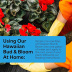 Grow More Urea-Free Hawaiian Bud and Bloom 5-50-17 Fertilizer - 3lbs of Water Soluble Bloom Booster Fertilizer for Flowers - High Phosphorus Flower Food for Enhanced Bud Formation & Vigorous Blooms