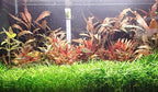 3X Cryptocoryne Parva Easy Live Aquarium Plants for Aquatic Freshwater Fish Tank