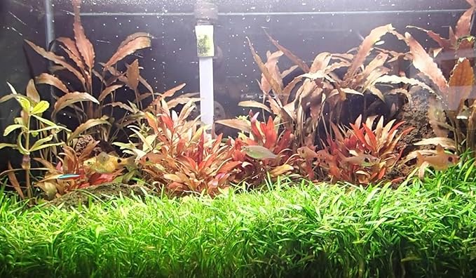 3X Cryptocoryne Parva Easy Live Aquarium Plants for Aquatic Freshwater Fish Tank