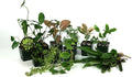 Josh's Frogs 55 Gallon Tropical Vivarium Plant Kit