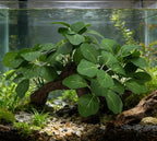 M2cbridge Artificial Fish Tank Plants Aquarium Plant Aquatic Water Grass Foreground Decor(2PCS Large Green)