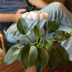 The Original Dripping Rain Cloud for Plants, Plant Watering Rain Cloud, Plant Lover Gifts, Plant Lady Gifts for Women, Plant Accessories