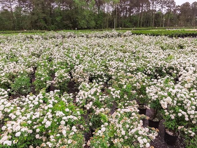 Bridal Wreath Spirea - Size: 1 Gallon, Live Plant, Includes Special Blend Fertilizer & Planting Guide
