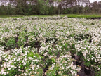 Bridal Wreath Spirea - Size: 1 Gallon, Live Plant, Includes Special Blend Fertilizer & Planting Guide