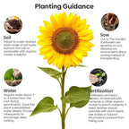 Groundio Mammoth Sunflower Seeds to Plant, 1 Ounce Packet 300+ Seeds, 6-12 FT Giant Sunflower, Non-GMO, Heirloom, High Germination, Grown in the USA
