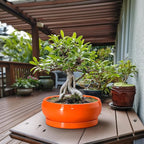 Bonsai Pots - 13 Inch Ceramic Succulent Pots with Drainage Hole and Saucer, Shallow Planter for Indoor Outdoor, Bonsai Planters, Large Planter Bowl, Porch Decor, Gift for Plant Lover, Orange