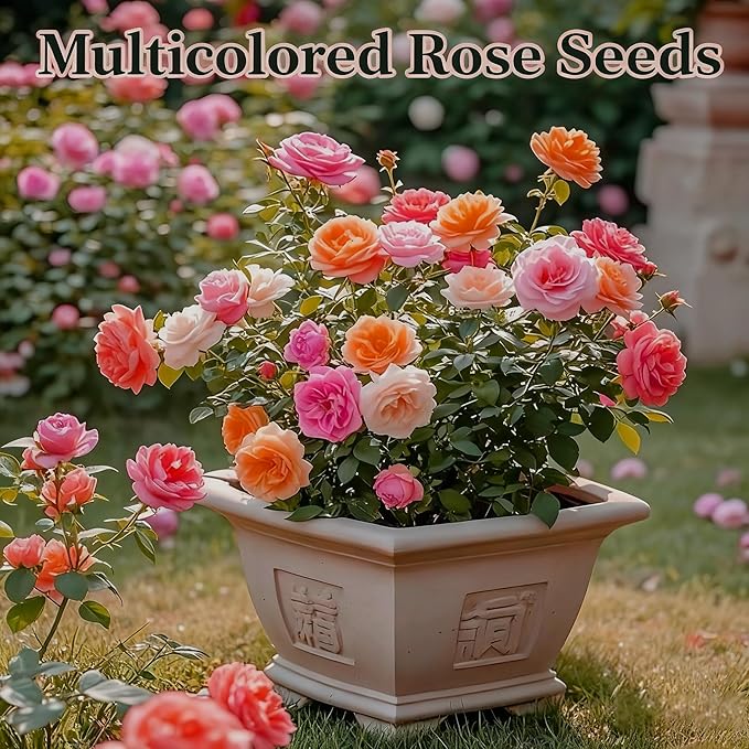 Rose Seeds for Planting, 200+ Mixed Rose Flower Seeds, Perennial Exotic Flower Plants, Non-GMO Heirloom Rare Vine Rose Seed for Garden Outdoor